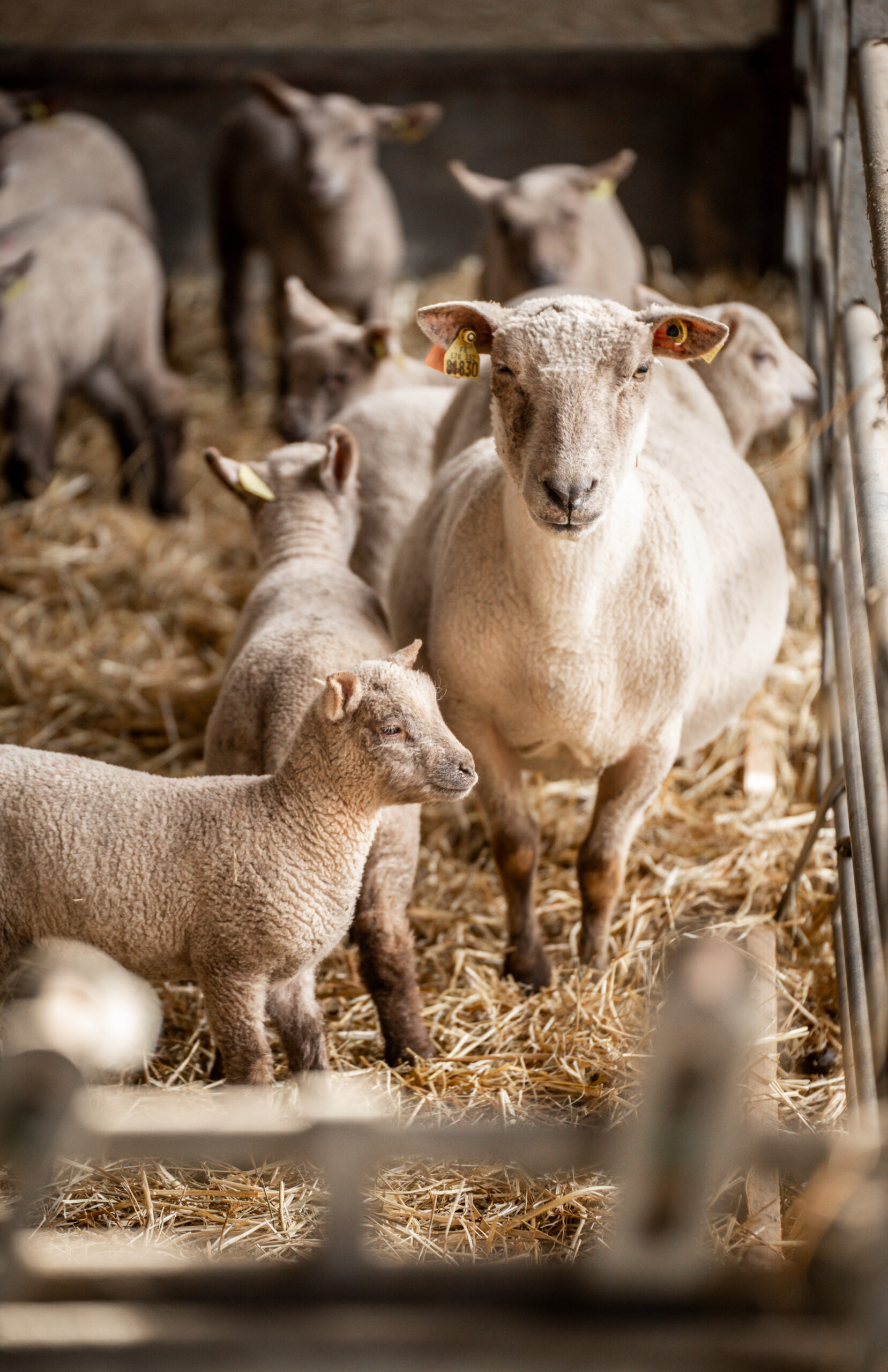 Photo brebis vendéenne et son agneau