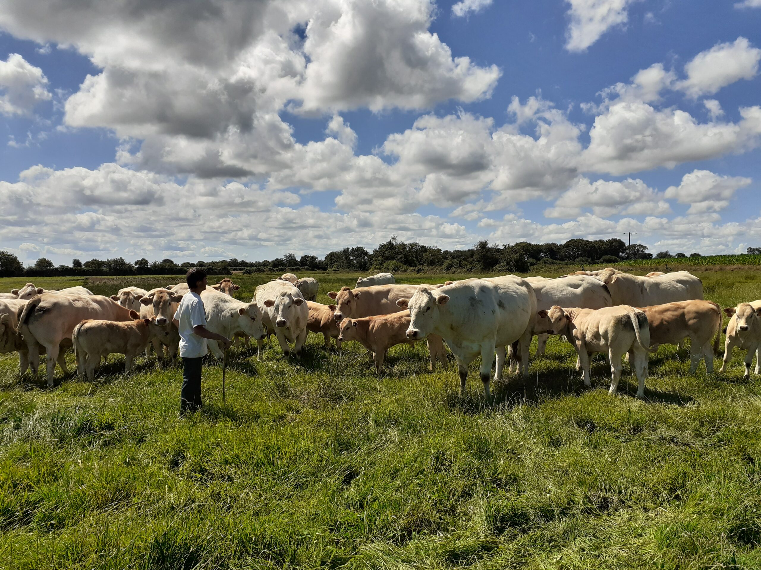 Photo vaches de PAUGAM Marc (Blonde d'aquitaine)
