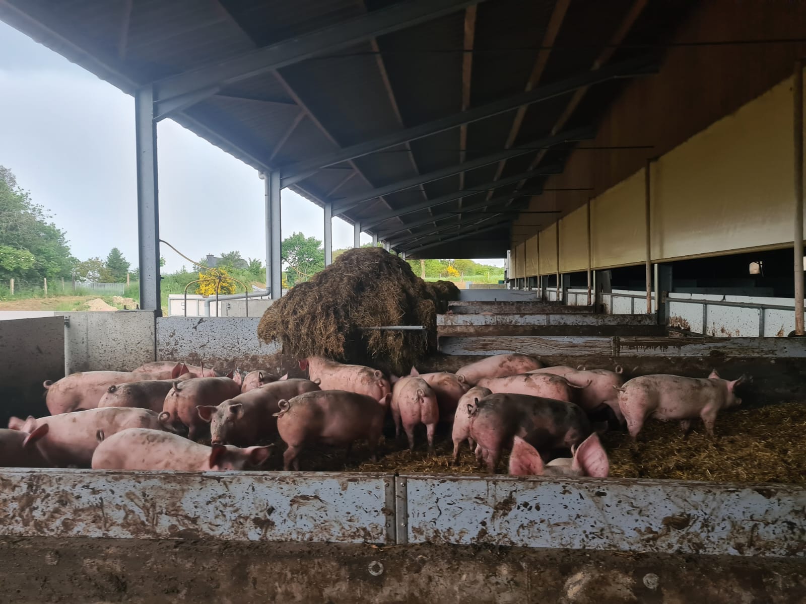 Photo d'une porcherie avec cochons