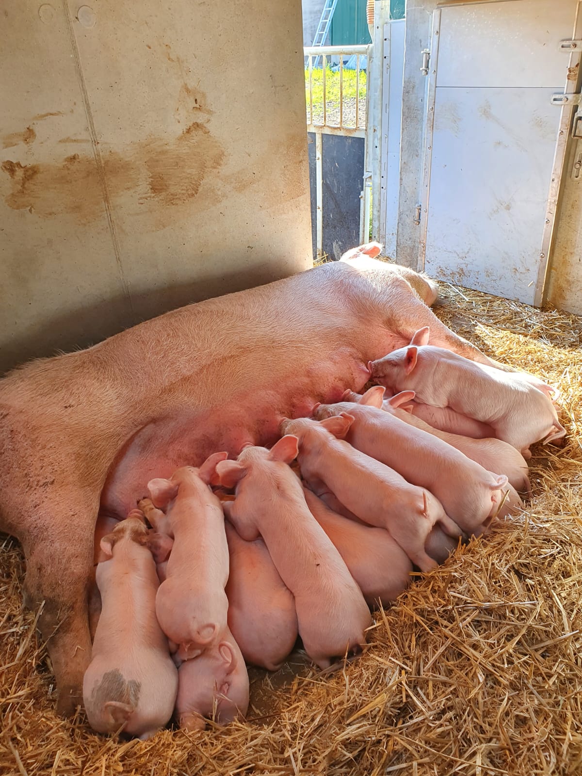 Photo d'un cochon qui allaite